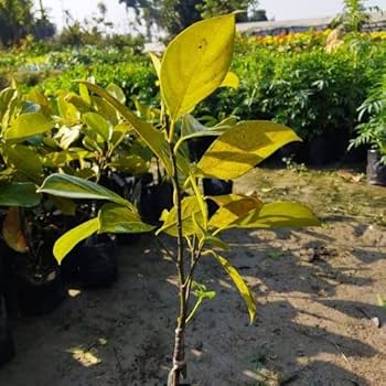 Dejestqoo Thai All Time Rare Dwarf Red Jackfruit Imported Live