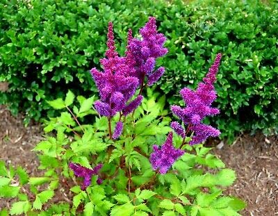 6 Astilbe Sonny Boy Purple Color Root/Bulb Perennial Summer Flower Plant Plant Fresh Beauty