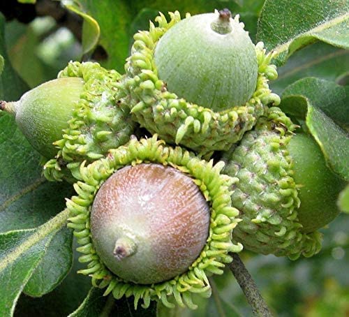 Live Plant - One Seedling Of Sawtooth Oak Tree - In Red Oak Family - 4 To 10+ Inches Tall Young Plant #TOP2