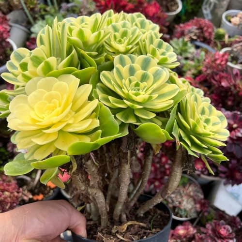 観葉植物 アエオニウム 多肉植物」の人気商品一覧 | 安い商品を通販