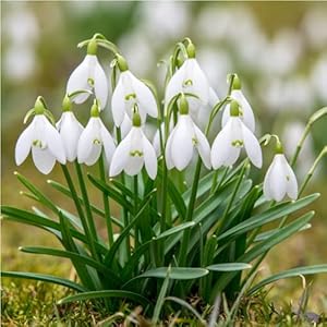Mgc24 Schneeglöckchen Blumenzwiebeln 100 Stück