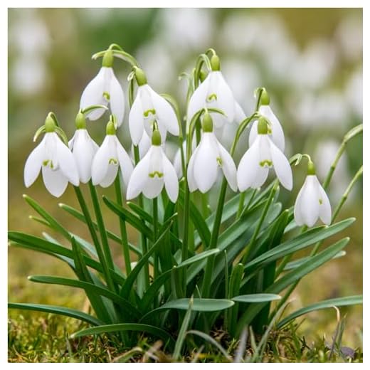 mgc24 Schneeglöckchen Galanthus woronowii einfach - 100 Blumenzwiebeln (ca. 6-7mm)