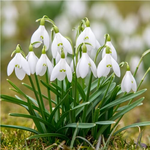 mgc24® Schneeglöckchen Galanthus woronow...