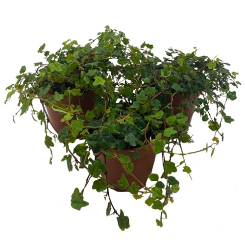 BubbleBlooms String of Frogs 2 inch Set of 3 Ficus