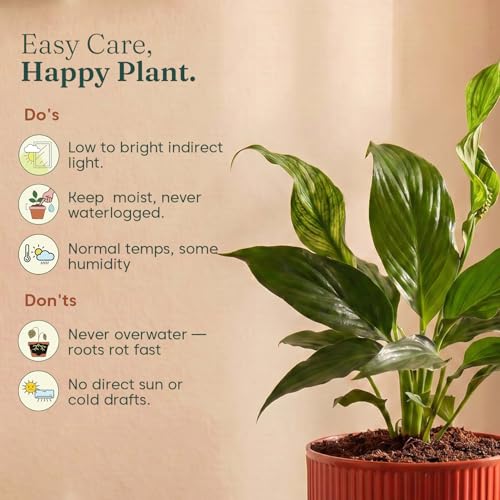 Image of Kyari Peace Lily Live Plant with Red Brick Self Watering Pot 4 Inch - Peace Lily Indoor Live Plant with Pot for Home, Living Room, Bedroom, Office - Flowering Air Purifying Indoor Plant