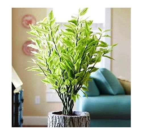 Nagdon Medicinal Plant Pack of 1 with Pot: Natural Wellness in Your Home (B0DGQ8J36F) Amazon Price History, Amazon Price Tracker