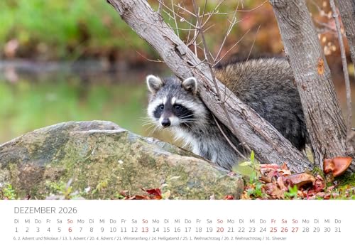 Edition Seidel Premium Kalender Die Welt der Waschbären 2026 Format DIN A3 Wandkalender Tierkalender Waschbär Nordamerika Welpen Wildtiere Waldtiere