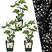 Plants by Frank | 3 Brombeeren Pflanzen | 100% Bio Obstpflanzen | Brombeeren | Gartenpflanzen | Winterharte Pflanzen Garten | Gartenpflanzen Winterhart