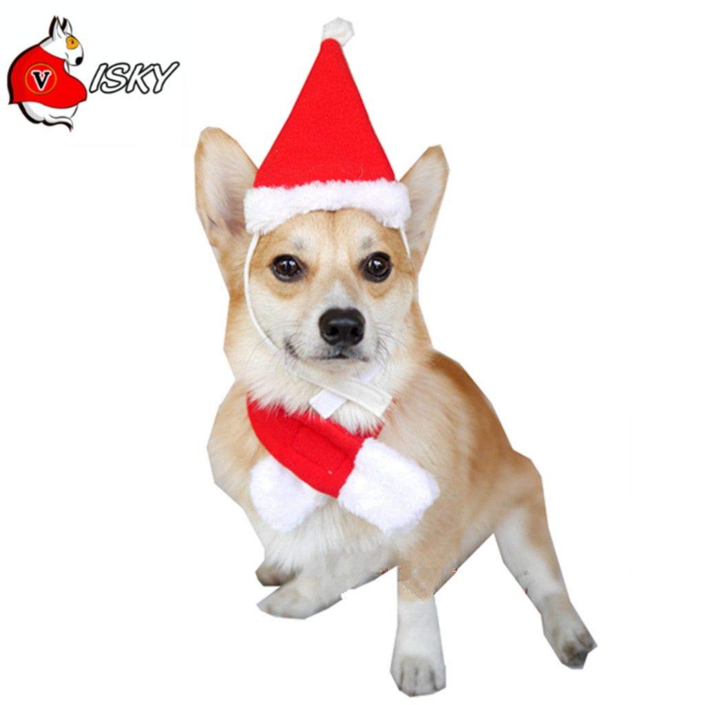 dog with a christmas hat