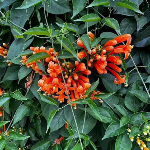 Orange Pyrostegia Venusta Pflanzensamen, kletterpflanzen balkonpflanzen winterhart alte sorten blumensamen blühende sträucher 350pcs