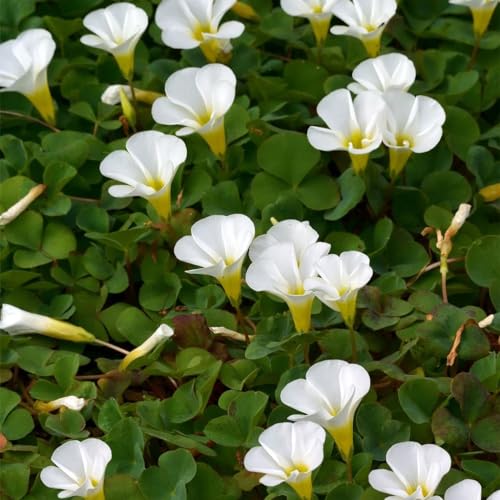 Live Green Oxalis Flower Bulbs (White 3pcs) (B0CLDYH79N) Amazon Price History, Amazon Price Tracker