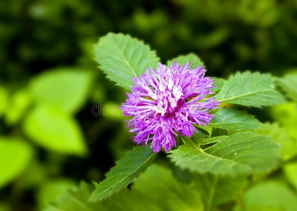 Creative Farmer Kesavardhini (Centratherum Punctatum) Herbal Live Plants Helathy (Healthy Live Plant) (B09SCPB459) Amazon Price History, Amazon Price Tracker
