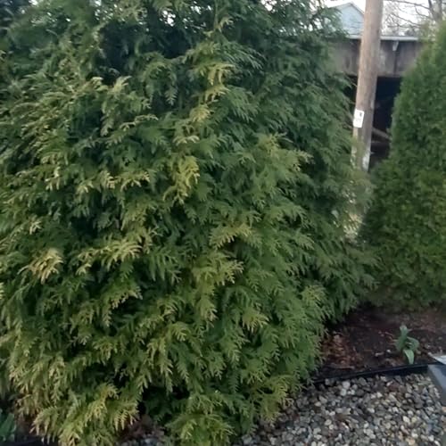 Arborvitae spring plant care and maintenance. cover art