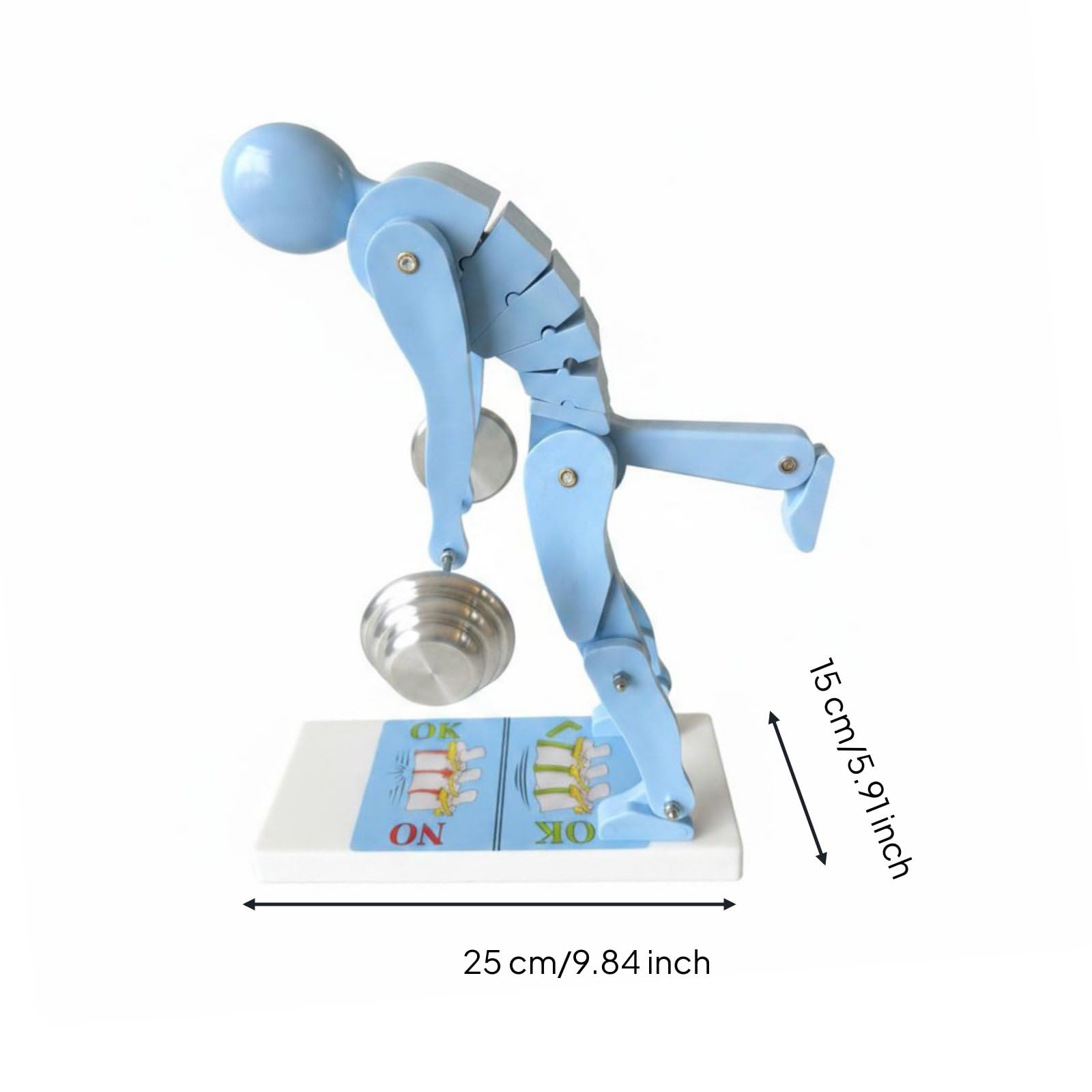 Spine Modello Schiena Didattico Struttura Corporea Supporto Dimostrazione Posturale Adatto per Classe Allenamento Forma Corpo, Blu
