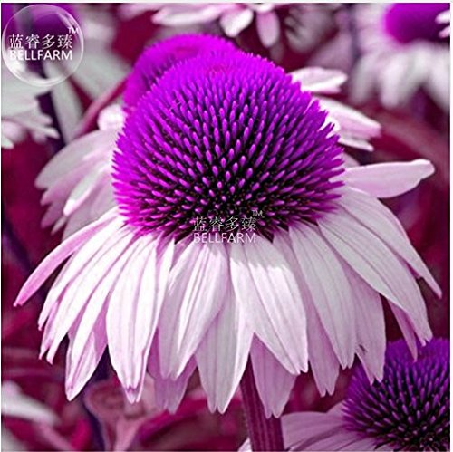 Best White Echinacea