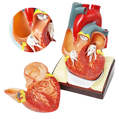 Image of HADWYN Human Heart Model Life Size Medical Heart Model for Anatomy, 2 Part Heart Models Anatomy