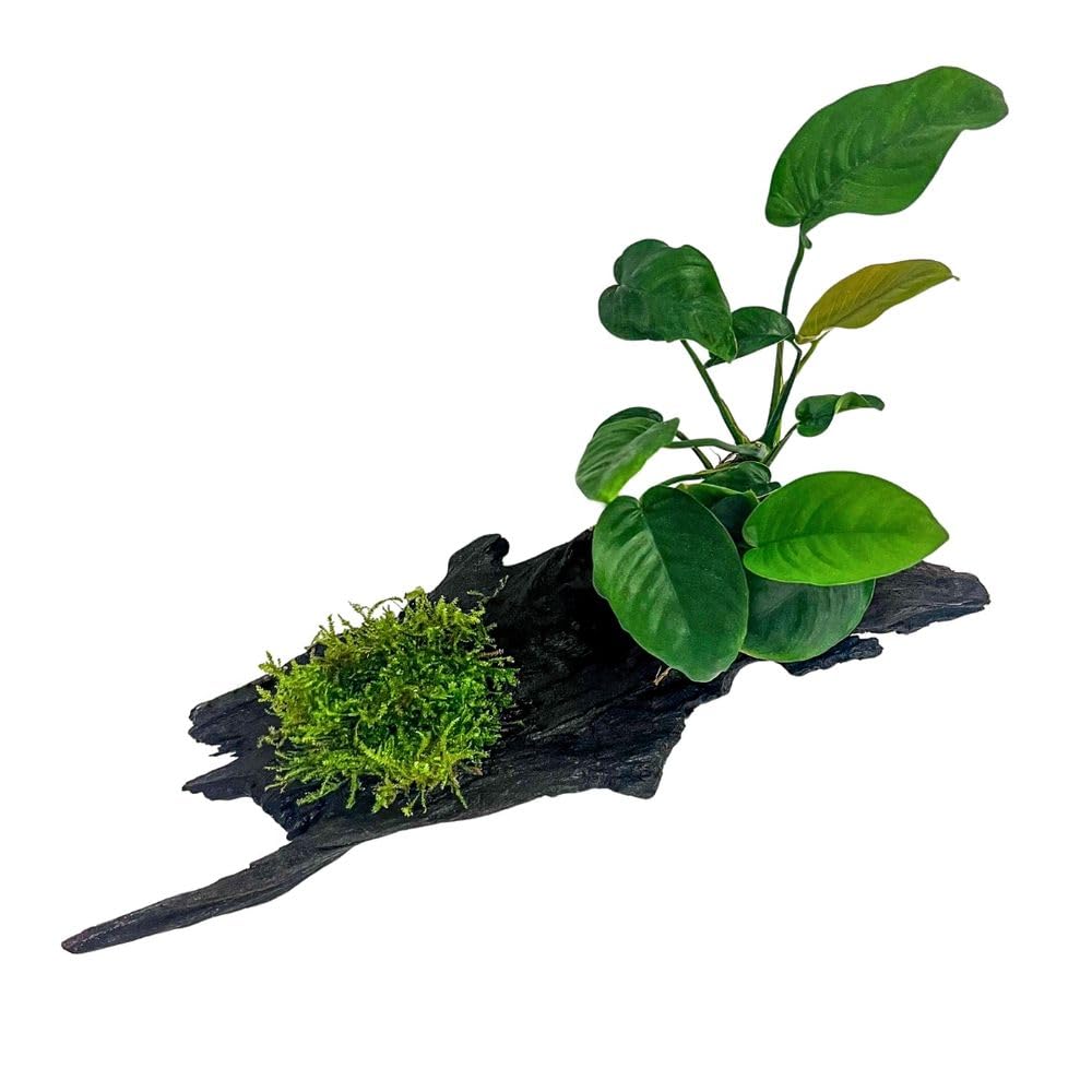 AquaOne Anubias barteri et mousse d'aquarium, sur racine de mangrove, décoration naturelle d'aquarium, facile d'entretien, idéale pour les crevettes, les silures et l'aquascaping