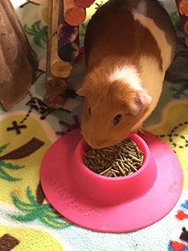 Staybowl Tip-Proof Ergonomic Pet Bowl For Guinea Pig And Other Small Pets, 1/4-Cup Small Size, Fuchsia (Pink) #TOP5