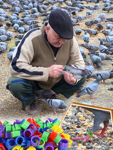 Anneaux pour pattes d'oiseaux numérotés 8mm bande caille
