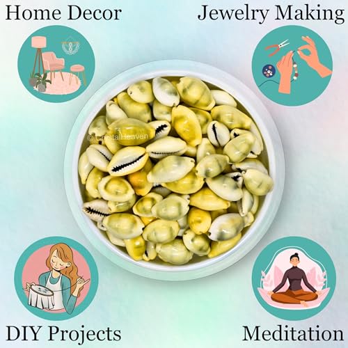 Image of Crystal Heaven Large Kodi Shell Pack of 5 Cowrie Shells