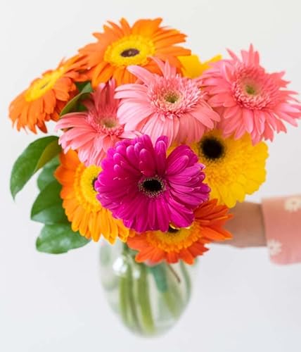 From You Flowers Stunning Gerbera Daisies - 10 Stems With Glass Vase (Fresh Flower Bouquets) Birthday thumb #3