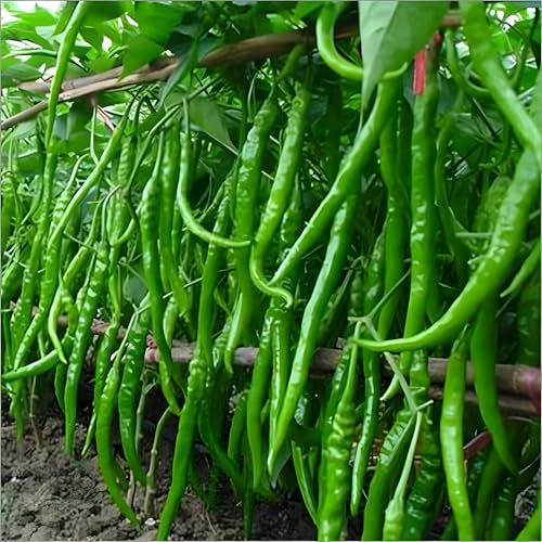 Bullet Chilli Vagetable Seeds Hybrid (Pack of 100 pcs) for Home Garden, Outdoor Plant Seed