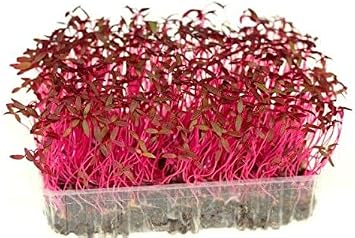 Red Amaranth Seeds | Sprouting | Microgreens | 200+ Seeds | Organic