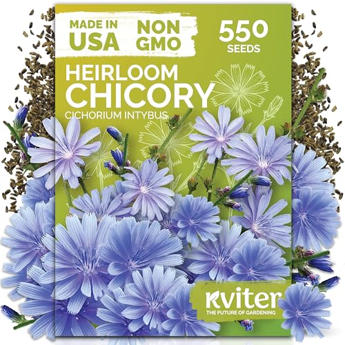 KVITER 550 Chicory Seeds for Planting (Cichorium intybus) Blue Chicory Seed Packets Heirloom Wildflower Seeds Bulk Wild Flower Seed Packets Perennial Wildflowers for Flower Garden Outdoors