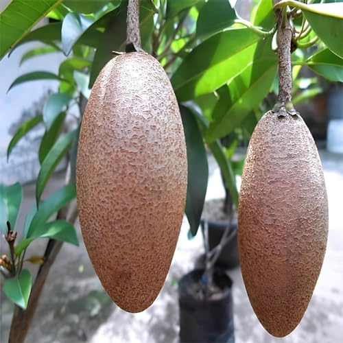 Image of Thai All Time Langcha Sapota || Chiku || Sobeda inchGRAFTED inch Hybrid Variant Plant (Fruit After 6 Month to 8 Month) Pack of 1 Healthy Live plant for Home Tree Garden