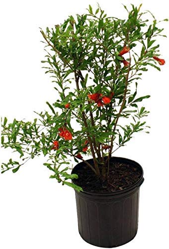 Door to Garden Pomegranate Ruby Hybrid Fruit (Air layered/Grafted) Live Plants & Tree (1.5-2 Ft Size) (B09Q924DMD) Amazon Price History, Amazon Price Tracker