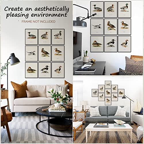 97 Decor Mallard Duck Decor - Duck Decorations For Home, Mallard Duck Pictures Wall Decor, Vintage Waterfowl Print Bird Hunting Painting, Duck Breed Knowledge Poster Nursery Art Decor (8X10 Unframed) #TOP3