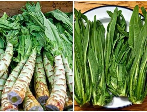 Miniatura 9 de Semillas Espárragos Lechuga No GMO Heirloom 1000 Semillas