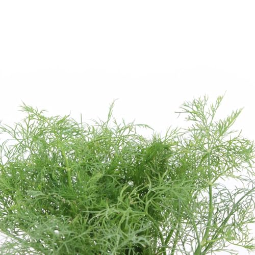 Eneldo Fresco Vivo Planta Aromática Natural para Salsas y Pescados