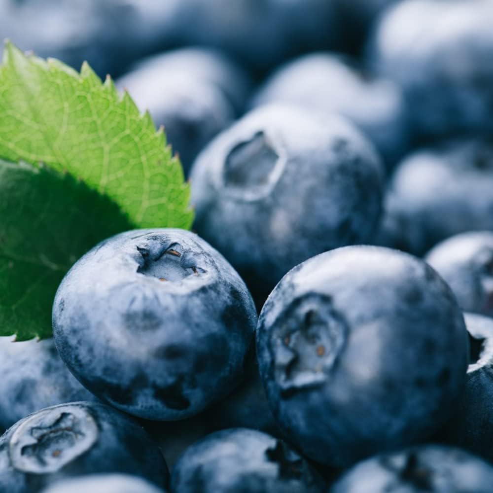 wild heidelbeeren samen,heidelbeere blaubeeren, bio saatgut balkon