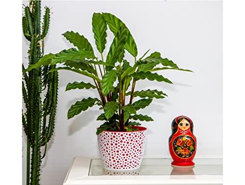 Home Garden Ornaments Plant Pots Indoor, Indoor Plant Pot, Vero Decorative Flower Pots with Basket and Insert - Image 4