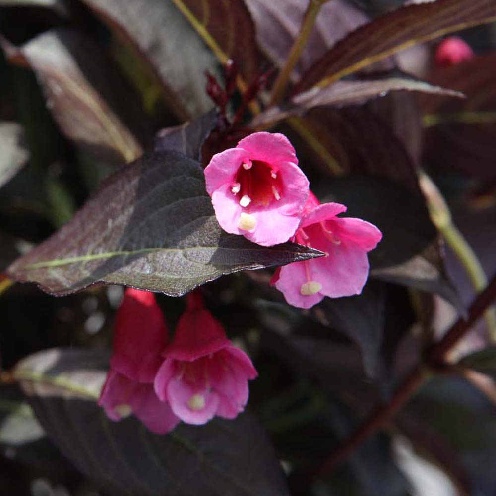 Thompson & Morgan Hardy Perennial Weigela ‘Alexandra’, Flowering Shrub, Potted Garden Plants Ideal for Cottage Gardens, Patio and Containers (2 x 3.6 Litre Pot)