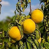 8 piezas Semillas resistentes de melocotonero, Semilla orgánica, planta de balcón. Árbol de bonsái real, perenne perenne resistente Plantas perennes resistentes, plantas de