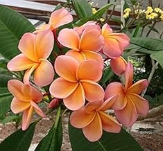Plumeria Champa/Beautiful Charming Flower Plant - Healthy Live Plant (Orange Champa flower)