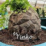 Suitable for all type of soil SEMI -5pcs Geninue Dioscoreaipes semi Caudex Pianta grassa semi di fiore di rara ezza fai da te fiori ornamentali BonsaïPianta
