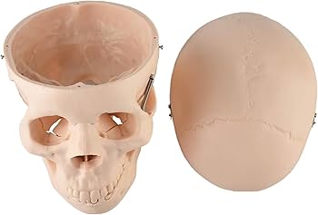 動物顎シリーズ シャクレルプラネット【タカラトミーアーツ】