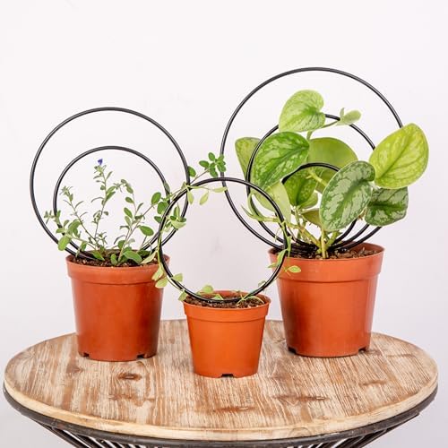 Circle Trellis for Indoor Plants: Which One Will Transform Your Space? 8 Mirthdino Premium Hoya Trellis - Unique Metal Plant Support for Climbing Plants - Set of 3 Different Sizes - Ideal for Indoor and Potted Plants