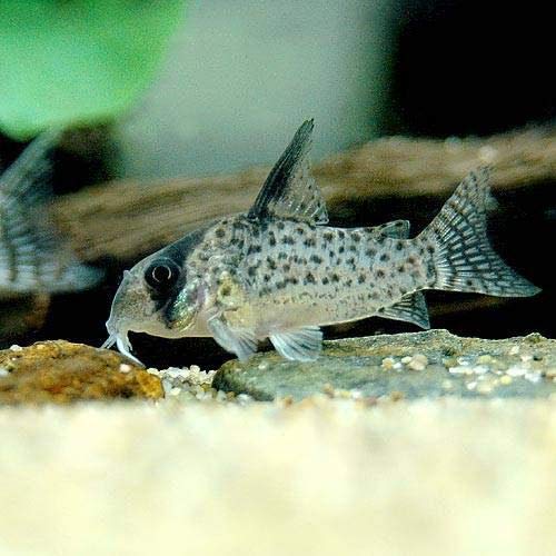 （熱帯魚）コリドラス・アトロペルソナータス２（ワイルド）（３匹） 北海道・九州航空便要保温