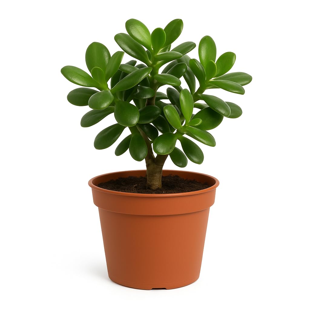 Original Live crasulla Jade Plant Battan Bel plant Money plant Low Maintenance Succulent for Home, Office & Gifting Pack of 1 with black pot-image-48