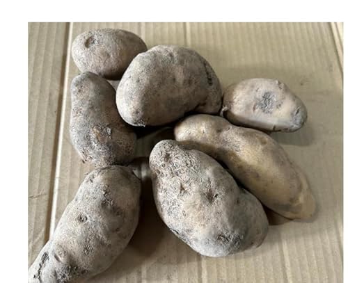 【無農薬栽培 お子様にも安心♪】北海道 十勝産 メークイン 5kg 無農薬 手選別 じゃがいも 芋 ジャガイモ 野菜 (規格外)