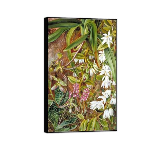 Peinture Reproduction Marianne North Orchidée Cadre Noir 30x50cm