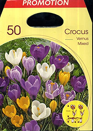 Holland Park Bulbi da Trapianto di Vari Colori e Tipologie a Fioritura Primaverile/Estiva (CROCUS VERNUS MIX 50 bulbi)