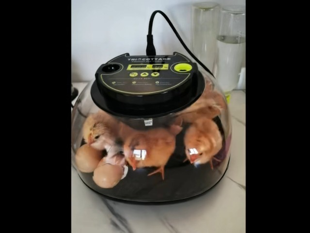 Couveuse Oeufs Automatique TRIOCOTTAGE 12 Oeufs - Incubateur Avec Rotation Et Humidité Automatique