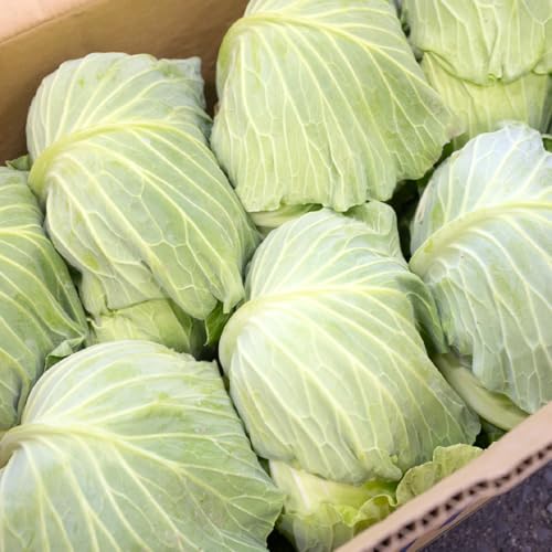 レモン10kg」の人気商品一覧 | 安い商品を通販サイトから探す - 価格.com