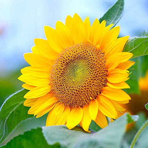 Sementes de girassol, soAR9opeoF Jardinagem, 20Pcs Sementes de girassol Planta Bonsai Plantio de jar