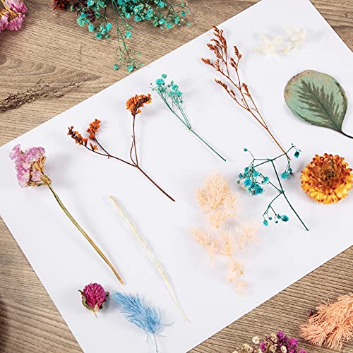 Flores y hojas naturales secas prensadas para manualidades 200 piezas miniatura 6